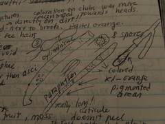 Ramsbottomia crechqueraultii