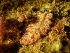 Pseudobiceros fulgor