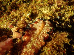 Pseudobiceros fulgor