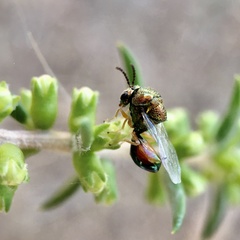 Eucharitinae