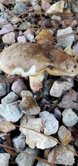 Suillus bellinii