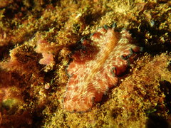 Pseudobiceros fulgor