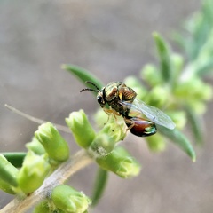 Eucharitinae