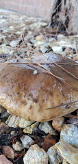 Suillus bellinii