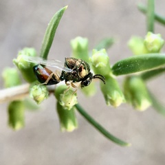 Eucharitinae