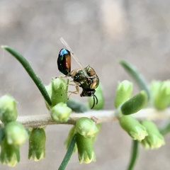 Eucharitinae
