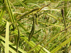 Carex coriacea