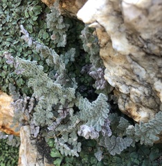 Myriopteris parryi image