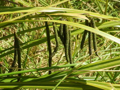 Carex coriacea