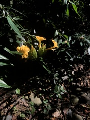 Barleria lupulina