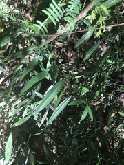 Barleria lupulina