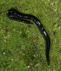Kontikia ventrolineata
