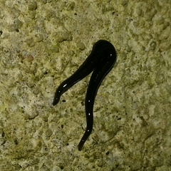 Kontikia ventrolineata