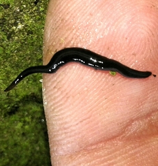 Kontikia ventrolineata