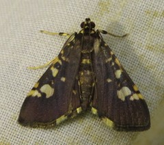 Pardomima martinalis