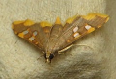 Prophantis smaragdina