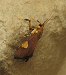 Ulopeza conigeralis