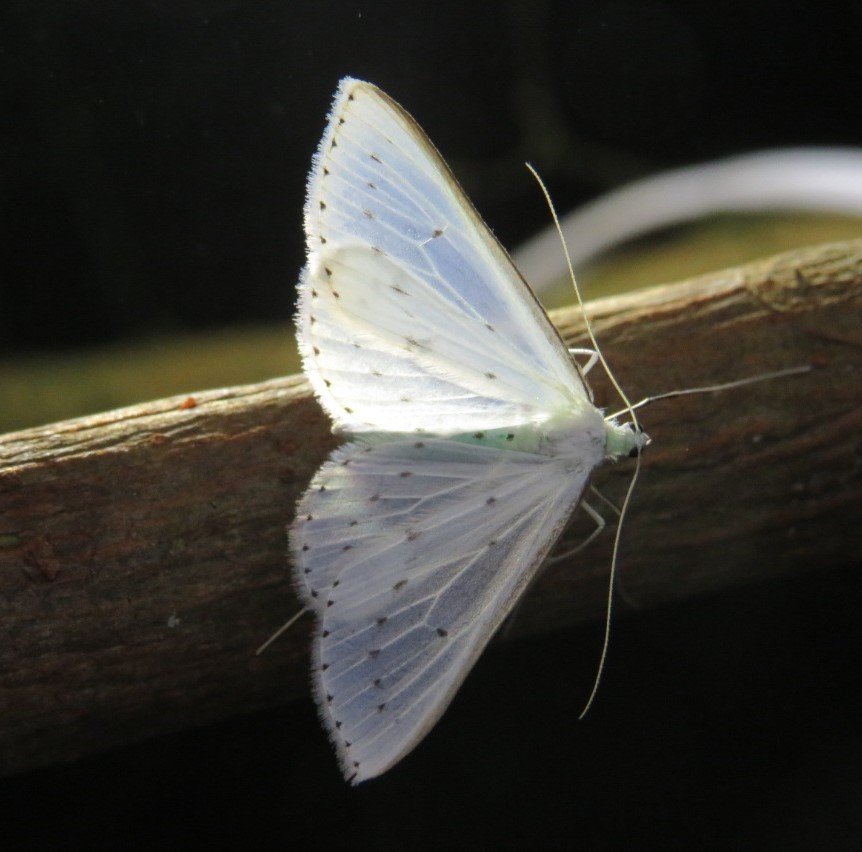 Derambila macritibia