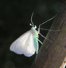 Derambila macritibia