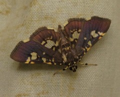 Pardomima martinalis