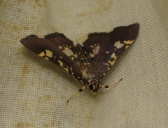 Pardomima martinalis