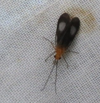 Chimarra tamsi