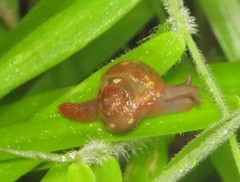 Apothapsia thomensis