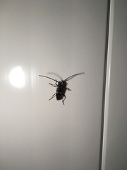 Elaphidion irroratum