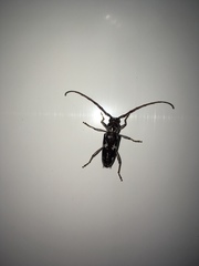 Elaphidion irroratum
