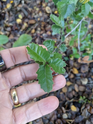 California Live-oak seedling