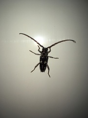 Elaphidion irroratum