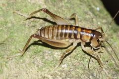 Hemiandrus pallitarsis