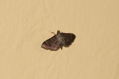 Lepidoptera