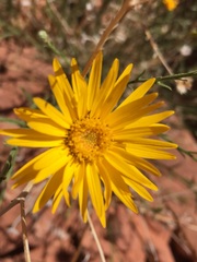 Xanthisma spinulosum gooddingii