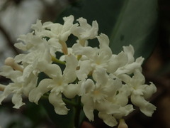 Melodinus balansae