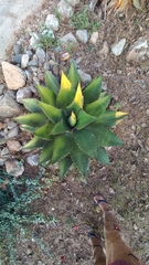 Agave cupreata