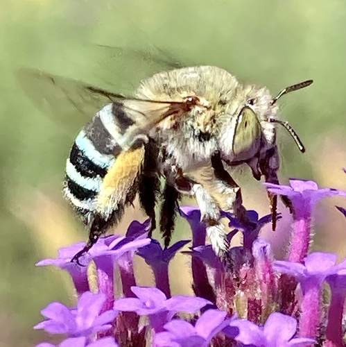 Amegilla chlorocyanea photo 6