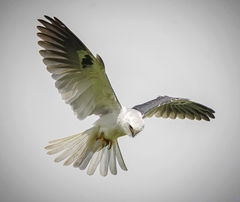 Elanus leucurus