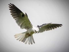 Elanus leucurus