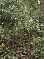 Schnella microstachya