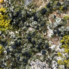 Lecanoromycetes