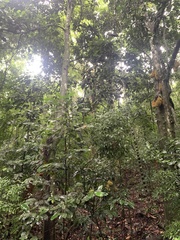 Schnella microstachya