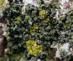 Lecanoromycetes