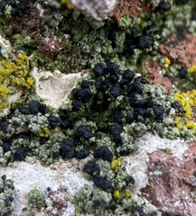 Lecanoromycetes