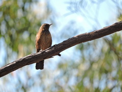 Climacteris melanurus