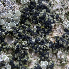Lecanoromycetes