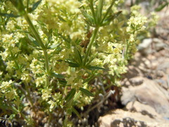 Galium multiflorum