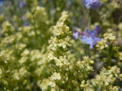 Galium multiflorum