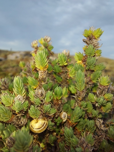 Maritime Crosswort