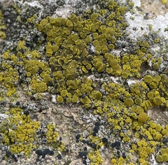 Candelariella